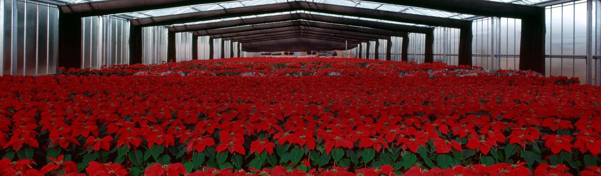 Legacy System Migration for Plants Growing Company