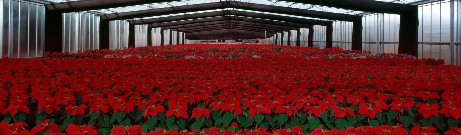 Legacy System Migration for Plants Growing Company